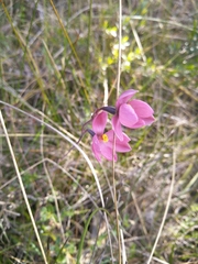 Thelymitra × irregularis