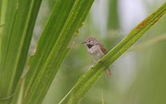 Mazaria propinqua