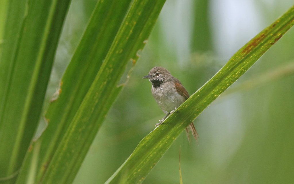 White-bellied Spinetail