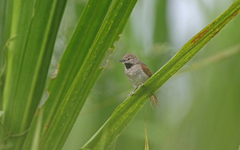 Mazaria propinqua