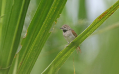Mazaria propinqua