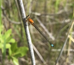 Ischnura aralensis