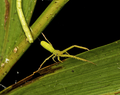 Miagrammopes flavus