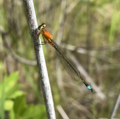 Ischnura aralensis