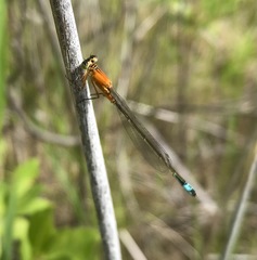 Ischnura aralensis