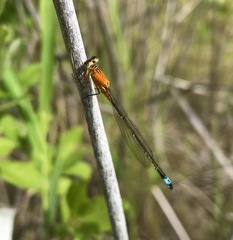 Ischnura aralensis