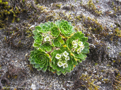 Eudema nubigena