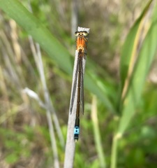 Ischnura aralensis