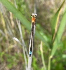 Ischnura aralensis