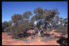 Eucalyptus comitae-vallis