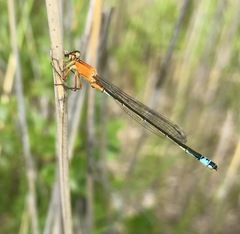 Ischnura aralensis