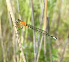 Ischnura aralensis