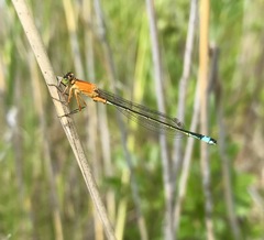 Ischnura aralensis