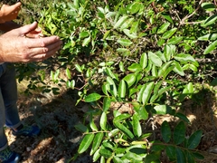 Pistacia × saportae