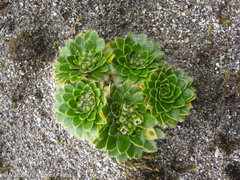 Eudema nubigena