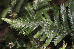 Lastreopsis marginans