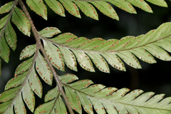 Lastreopsis marginans