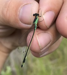 Ischnura aralensis