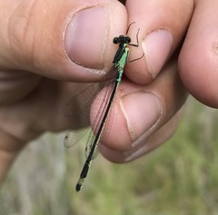 Ischnura aralensis