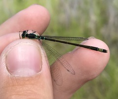 Ischnura aralensis