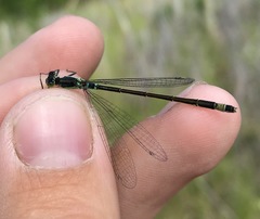 Ischnura aralensis