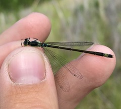Ischnura aralensis