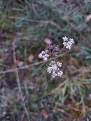 Seseli montanum