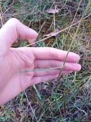 Seseli montanum