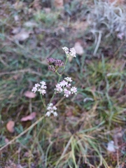 Seseli montanum