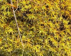 Pseudocrossidium crinitum