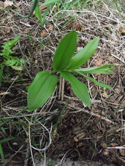 Maianthemum