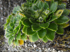 Eudema nubigena