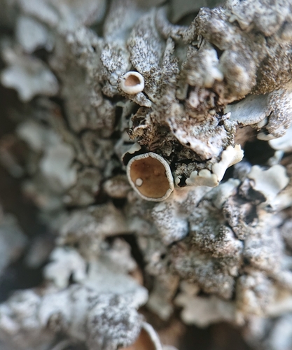 Stangrioji parmelina nuotrauka