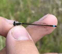 Ischnura aralensis