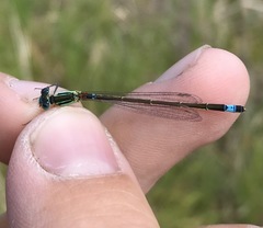 Ischnura aralensis
