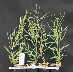 Eucalyptus merrickiae