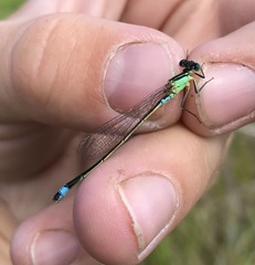 Ischnura aralensis