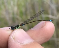 Ischnura aralensis
