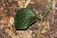Piper hederaceum