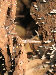 Phaedusa filicostata