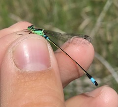 Ischnura aralensis