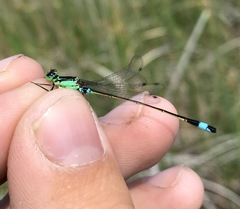 Ischnura aralensis