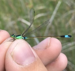 Ischnura aralensis