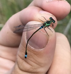 Ischnura aralensis