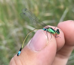 Ischnura aralensis