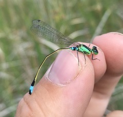 Ischnura aralensis