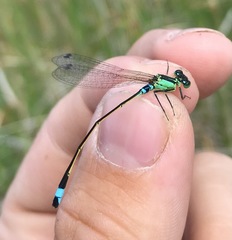 Ischnura aralensis