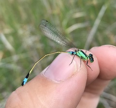 Ischnura aralensis