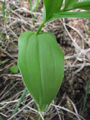 Maianthemum