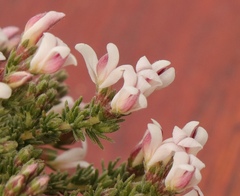Aspalathus submissa